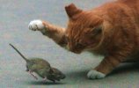 gatto-e-topo-3-400x254.jpg