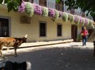 gostilna con vitella.jpg