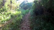salita nel bosco di Gabria.jpg