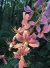 IMG_0511.jpeg