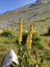 IMG_20250626_095223.jpg