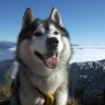 Husky59