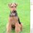 terrier