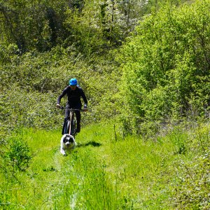 Dog Joring PG