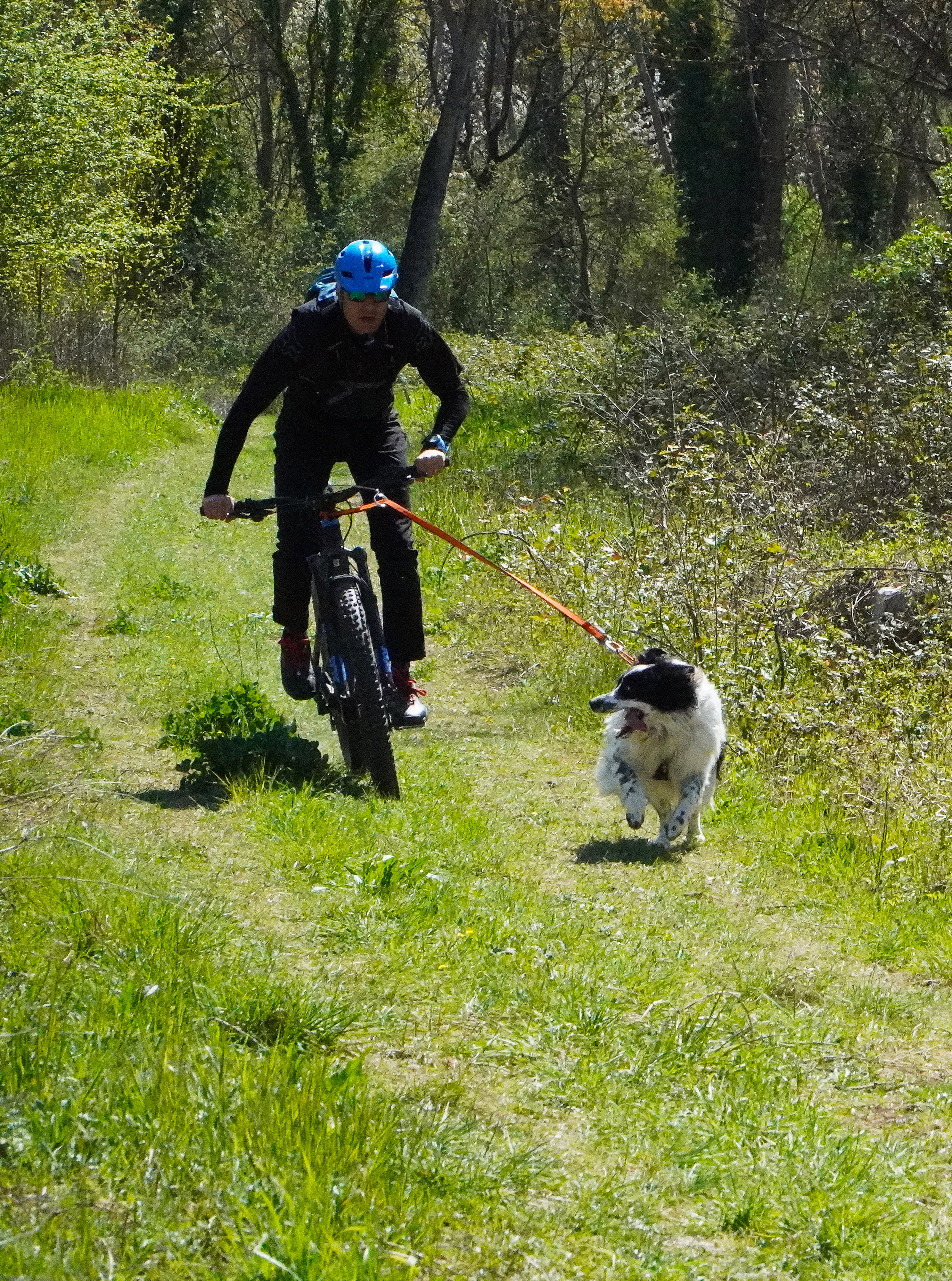 Dog Joring PG